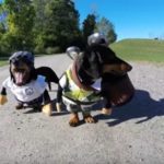 crusoe-the-dachshund-funny-golf-videos