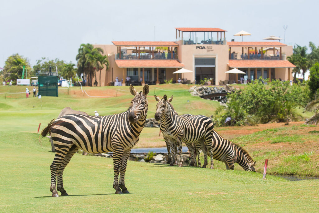 Zebras Kenya