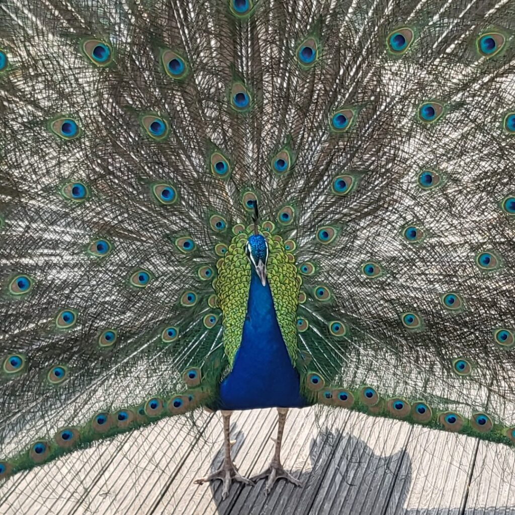 Peacock