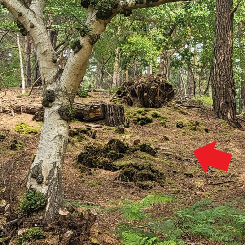 Red Squirrel