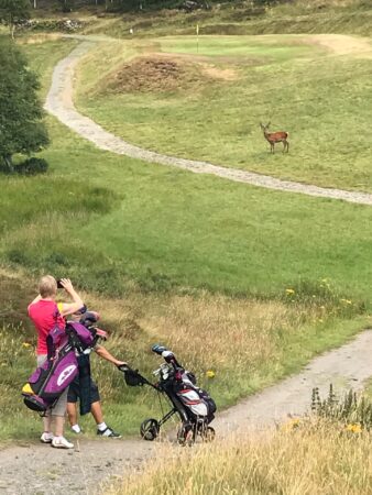 Stag on the 3rd hole